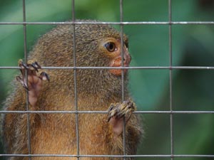 hinter Gittern